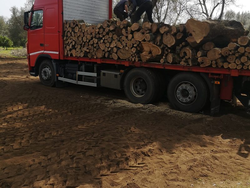 IMG_20250315_113817 (1)